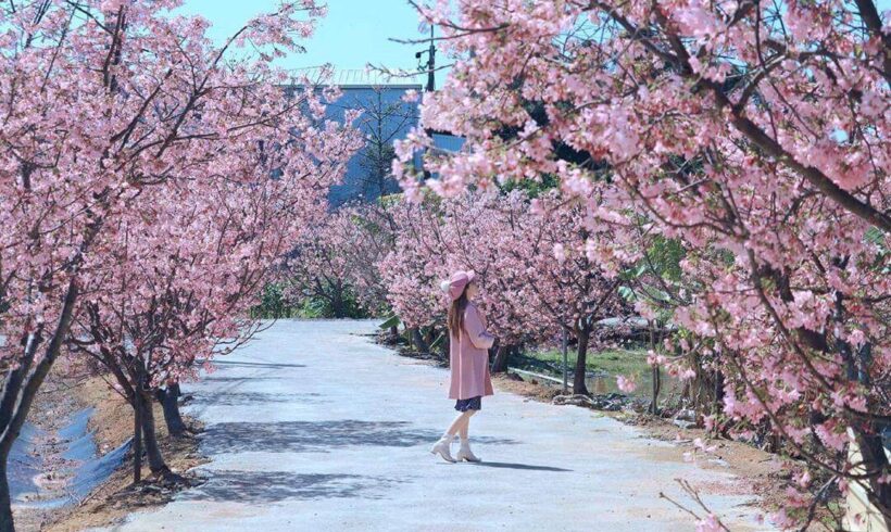 賞花心情好！