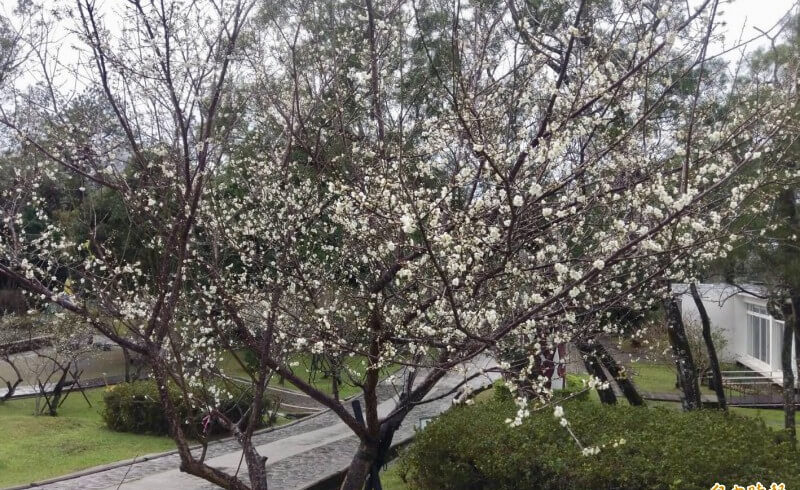 踏雪尋梅，正是時候！
