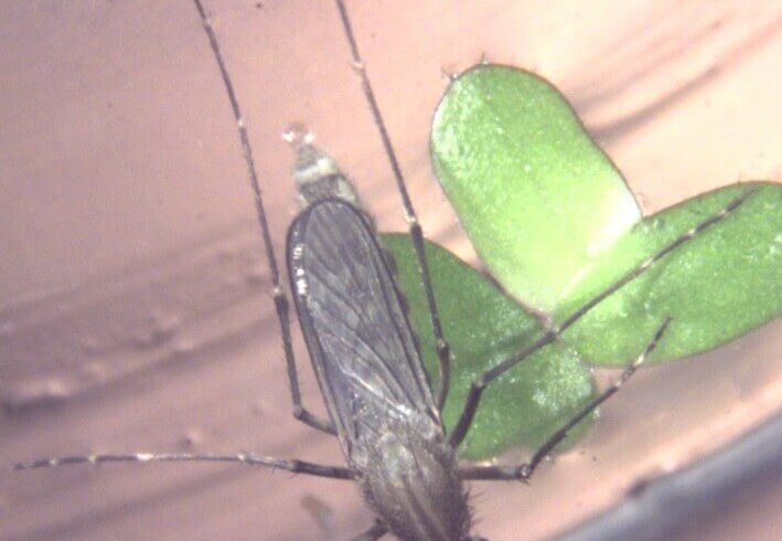 桃園市今天確診2例日本腦炎病例