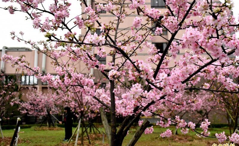 賞花不必捨近求遠，中央大學美麗櫻花已綻放！